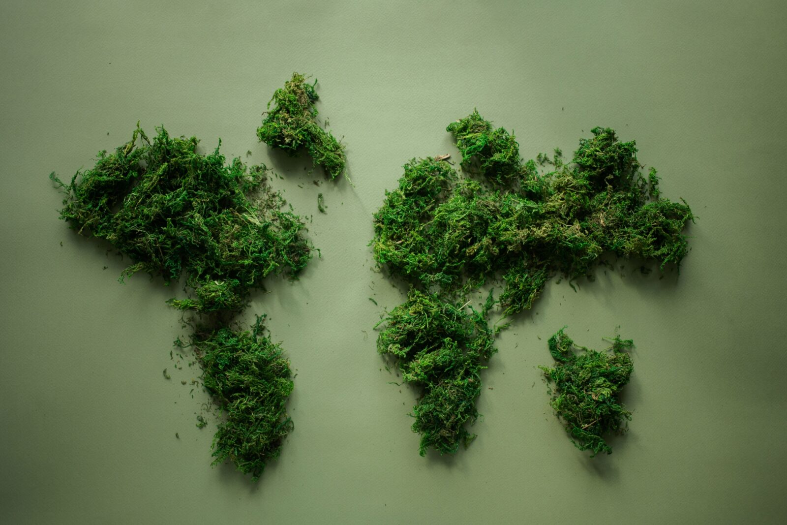 Plants in the shape of a world map representing sustainable agency vs greenwashing